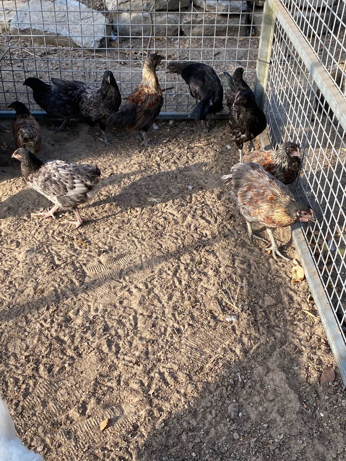 Jongen kippen/hanen, Dieren en Toebehoren