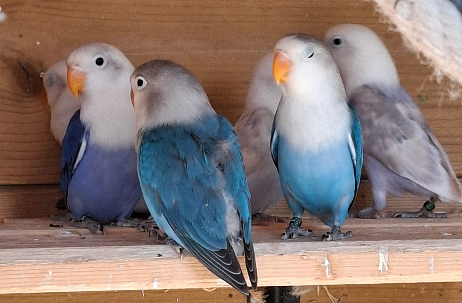 Jonge dwergpapegaaitjes, Animaux & Accessoires, Oiseaux | Perruches & Perroquets, Plusieurs animaux, Perroquet nain ou Inséparable