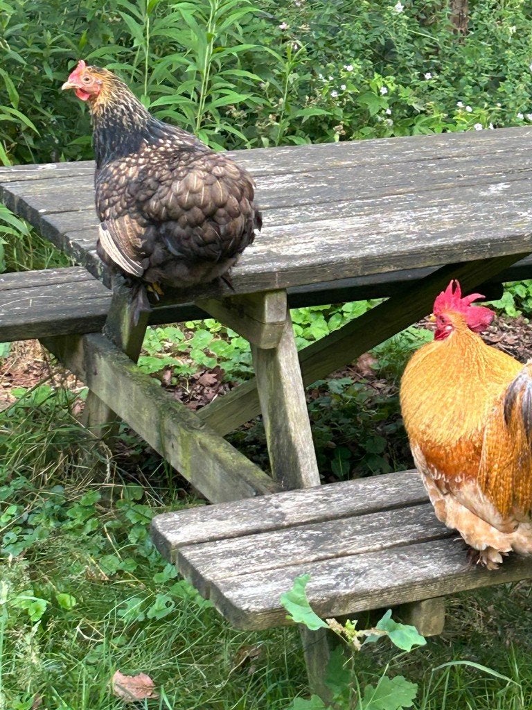 koppel Cochin krielkippen, Dieren en Toebehoren, Pluimvee, Kip, Meerdere dieren