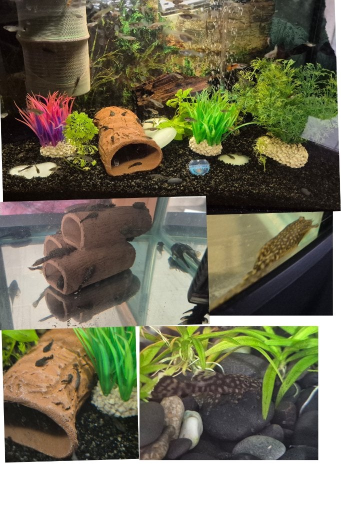 Ancistrussen /pleco /algeneters /guppys /garnalen, Dieren en Toebehoren