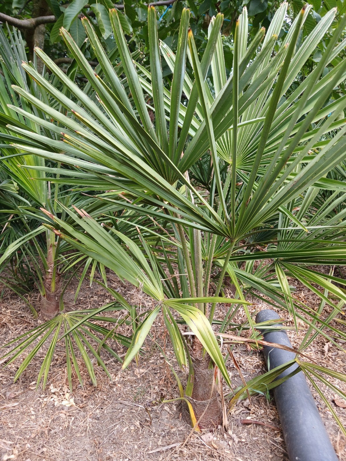 Palmier Trachycarpus Fortunai, Enlèvement