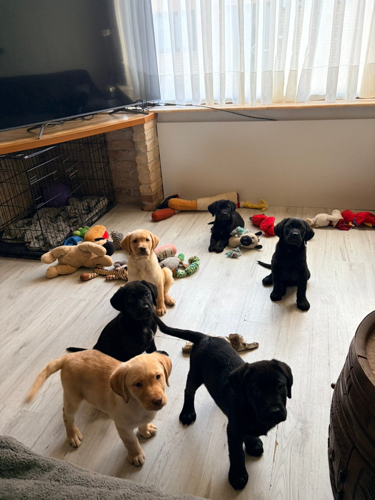 Echt in huis gefokte labrador pups, Dieren en Toebehoren, België, Fokker | Hobbymatig, 8 tot 15 weken, Labrador retriever