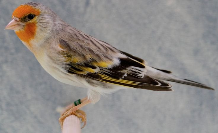 Putter x kanarie, Dieren en Toebehoren