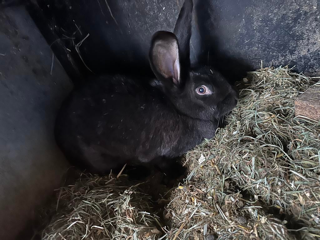 Konijnen te koop, Dieren en Toebehoren, Konijnen