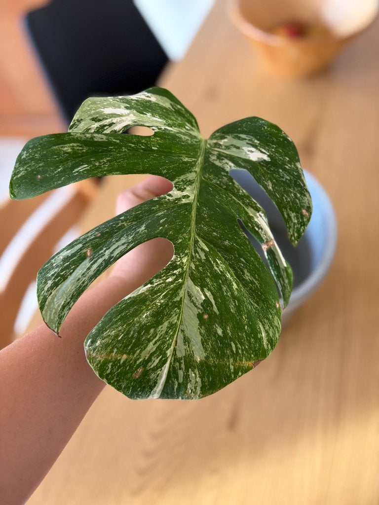 Stek Monstera variegata 1 blad goed geworteld, Autres espèces, Moins de 100 cm, Enlèvement, Plante verte