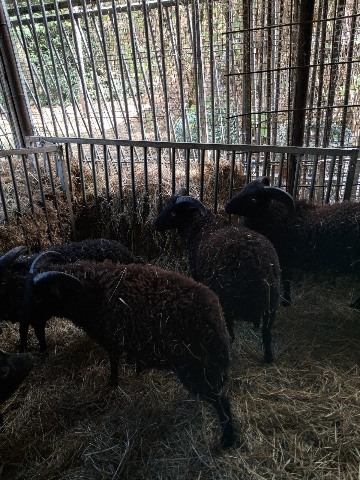 ouessant bokjes, Dieren en Toebehoren