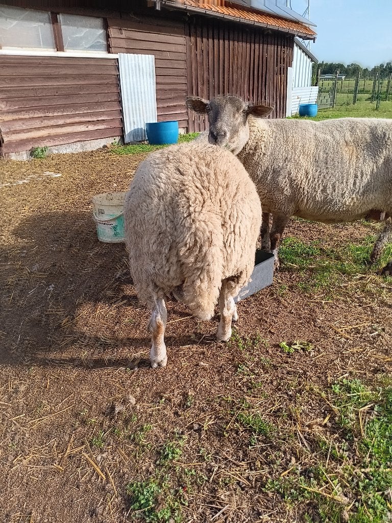 jonge schapenram te koop, Mannelijk, Schaap, 0 tot 2 jaar