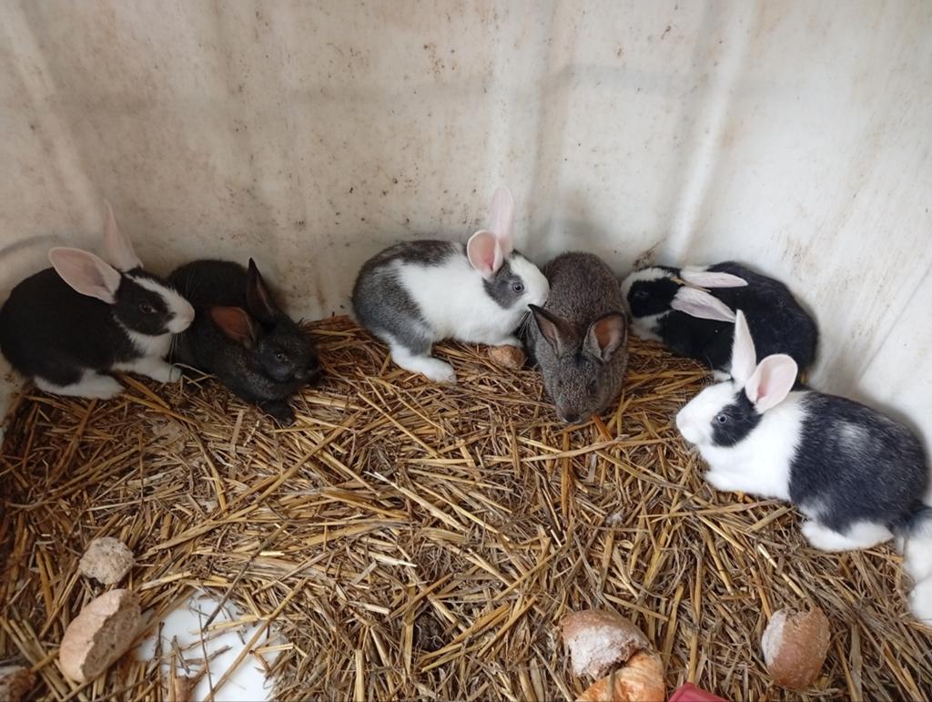 konijnen lotharingen, Dieren en Toebehoren, Knaagdieren, April, Meerdere dieren, Overige typen