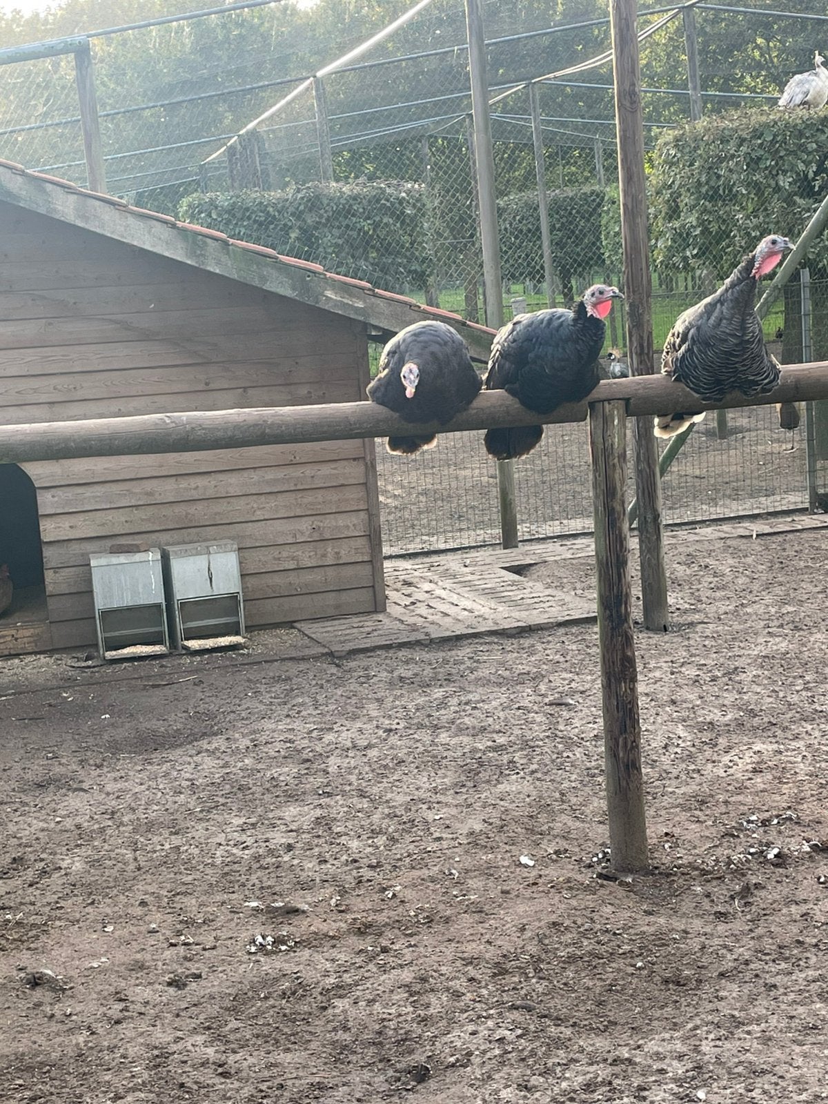 Kalkoenen, Dieren en Toebehoren, Meerdere dieren, Kalkoen