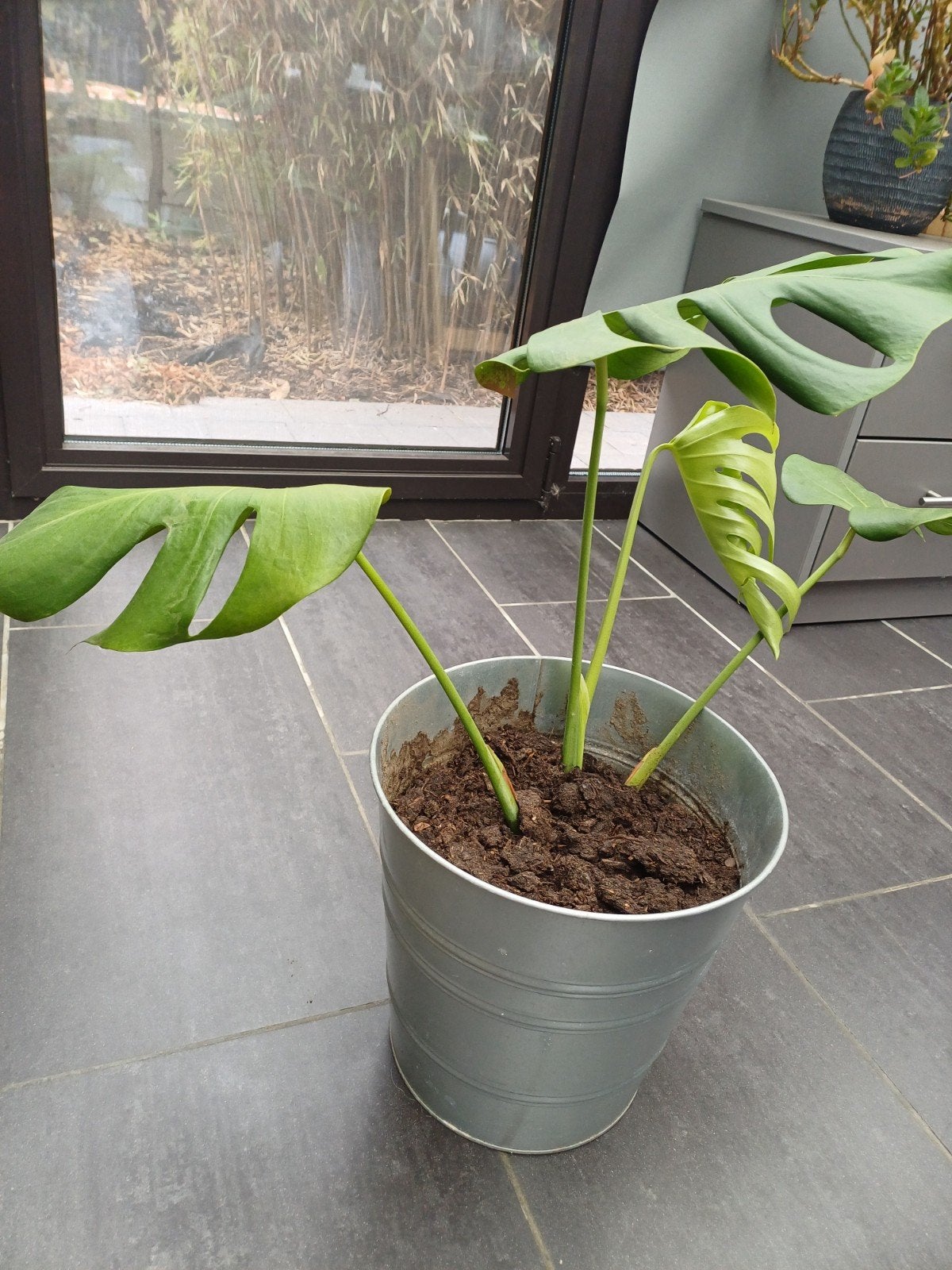 monstera, Ophalen