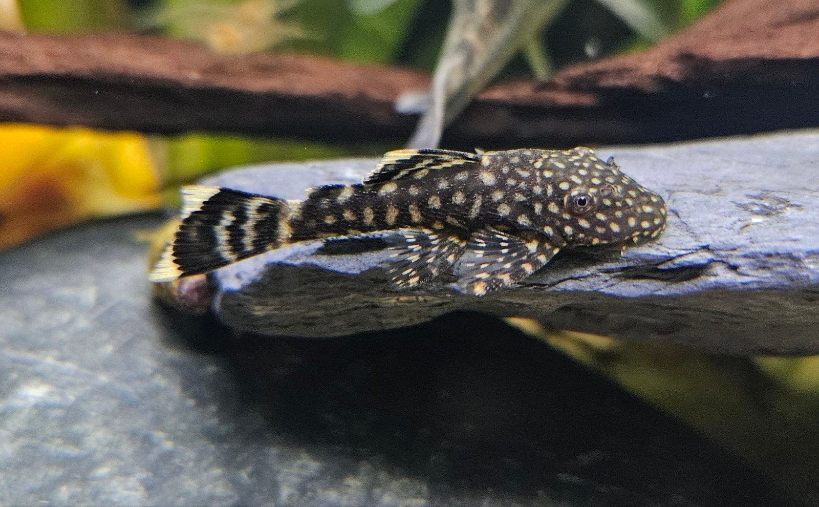 Ruitenkuiser ancistrus