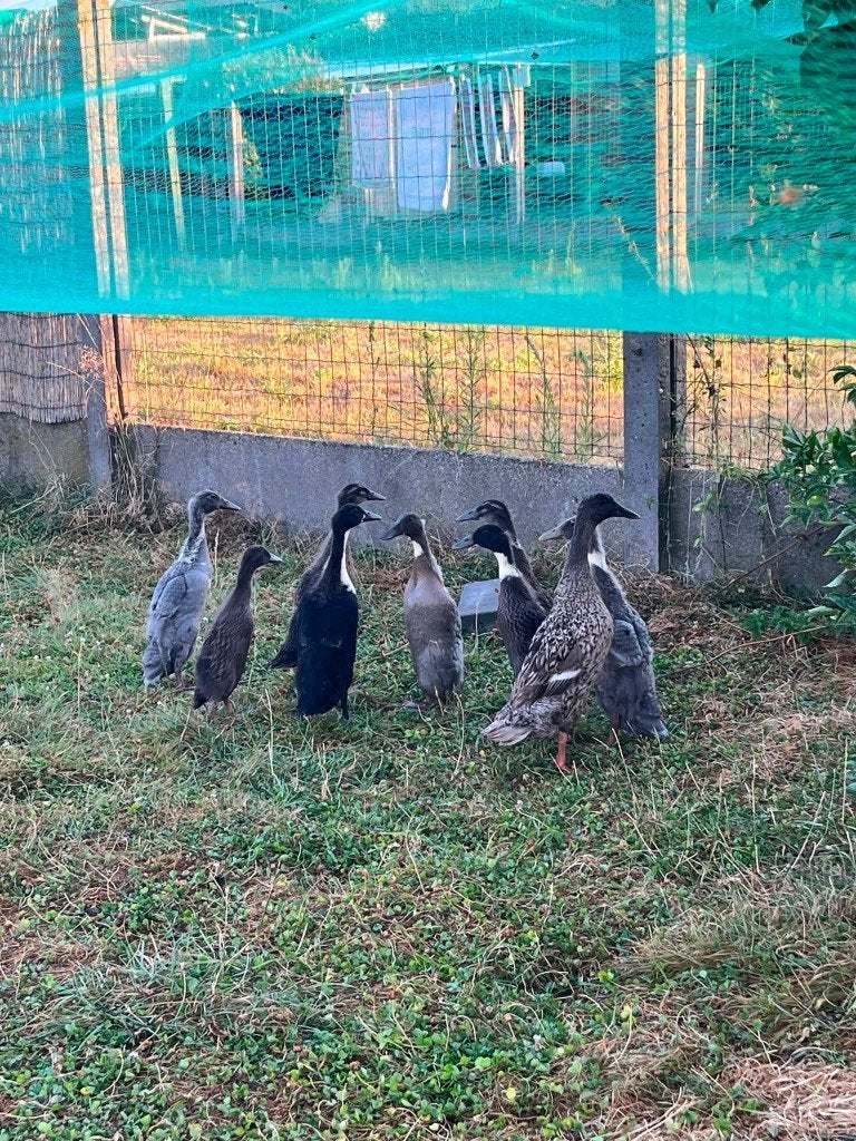 Indische loopeenden, Plusieurs animaux, Canard