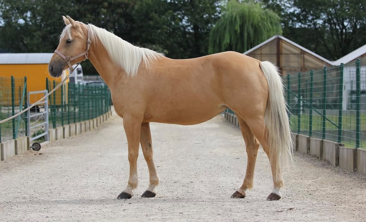 Palomino merrie, Dieren en Toebehoren, Merrie, Minder dan 160 cm, Gechipt