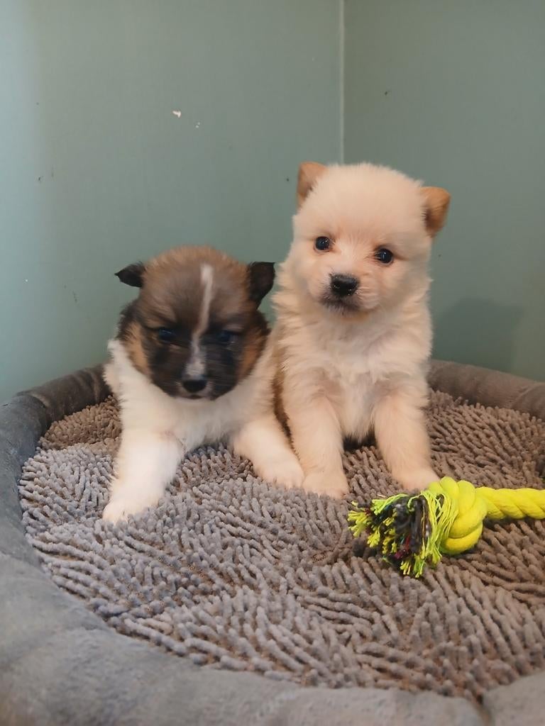 Keespups zoeken warme thuis, Animaux & Accessoires, Chiens | Huskys, Loulous & Types primitifs, Plusieurs animaux, Loulou, Éleveur | Professionnel