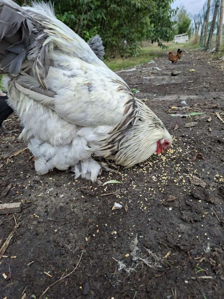 brahma haan, Mâle, Poule ou poulet
