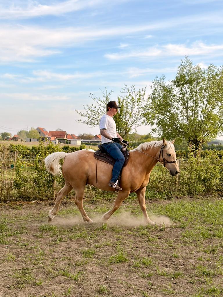 OP ZOEK NAAR EEN RECREATIEF WESTERN PAARD, Dieren en Toebehoren, Ruin