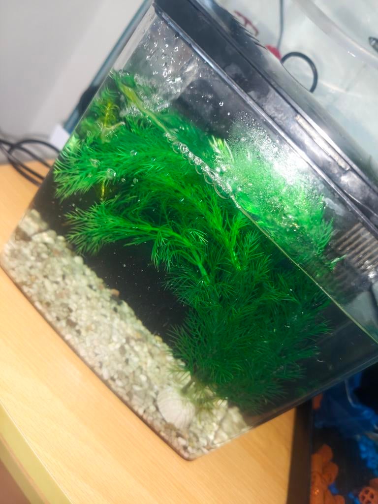 Nano aquarium voor betavis of baby vissen, Dieren en Toebehoren, Vissen | Aquaria en Toebehoren, Ophalen, Pomp, Decoratie