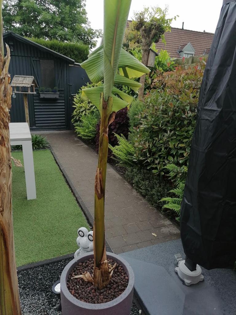 Bananen plant 170cm met pot diameter 35cm en hoogte 45cm, Ophalen