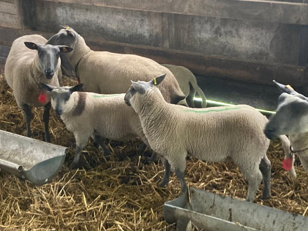 2 jonge rammen te koop bleu du  Maine  4 maanden, Dieren en Toebehoren