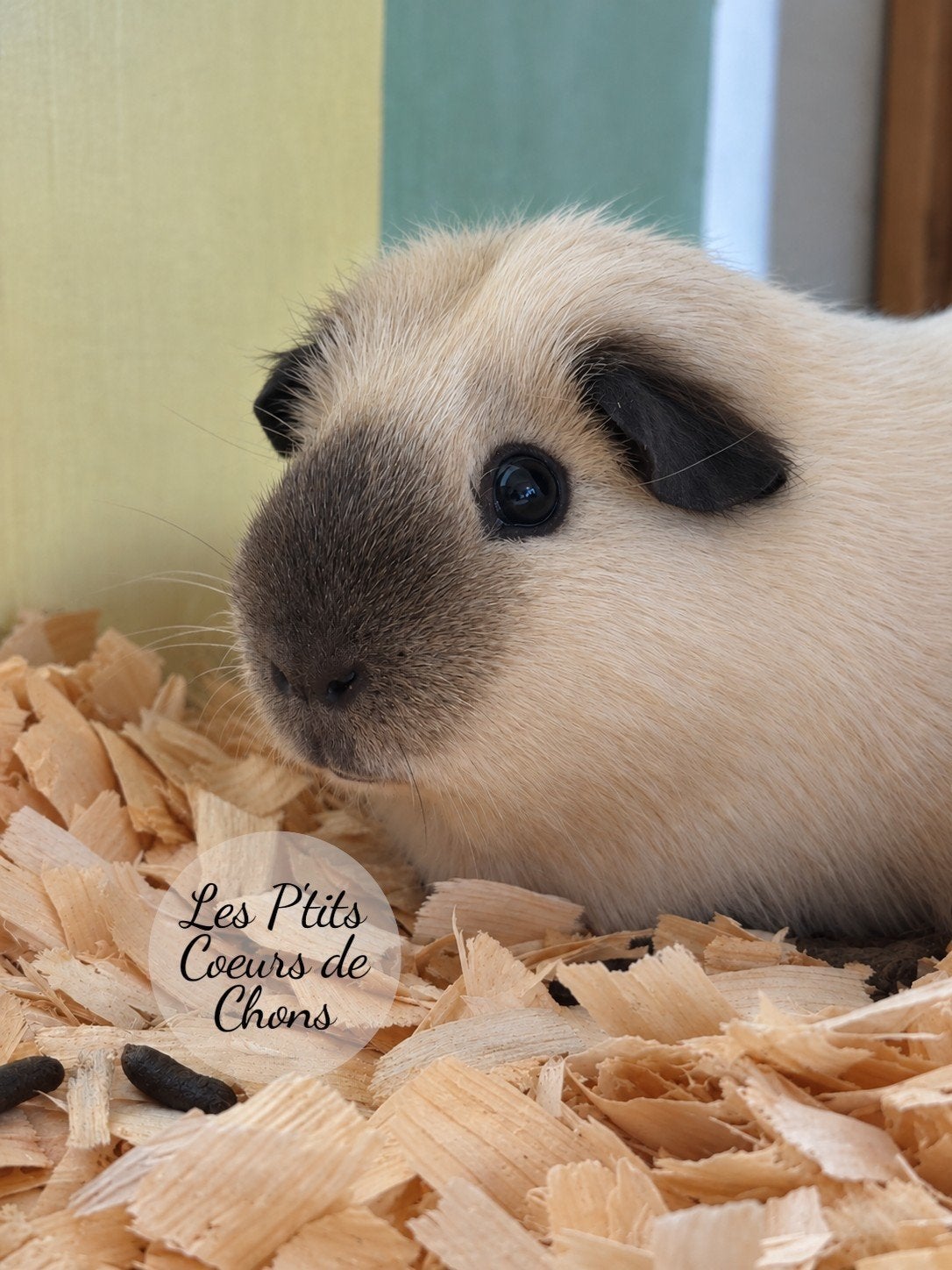 Cavia, Dieren en Toebehoren, Cavia, Meerdere dieren, Tam, September