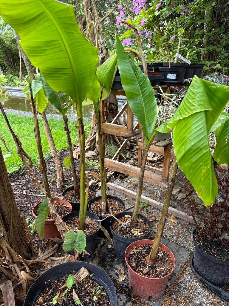 Musa basjoo, Tuin en Terras, Ophalen