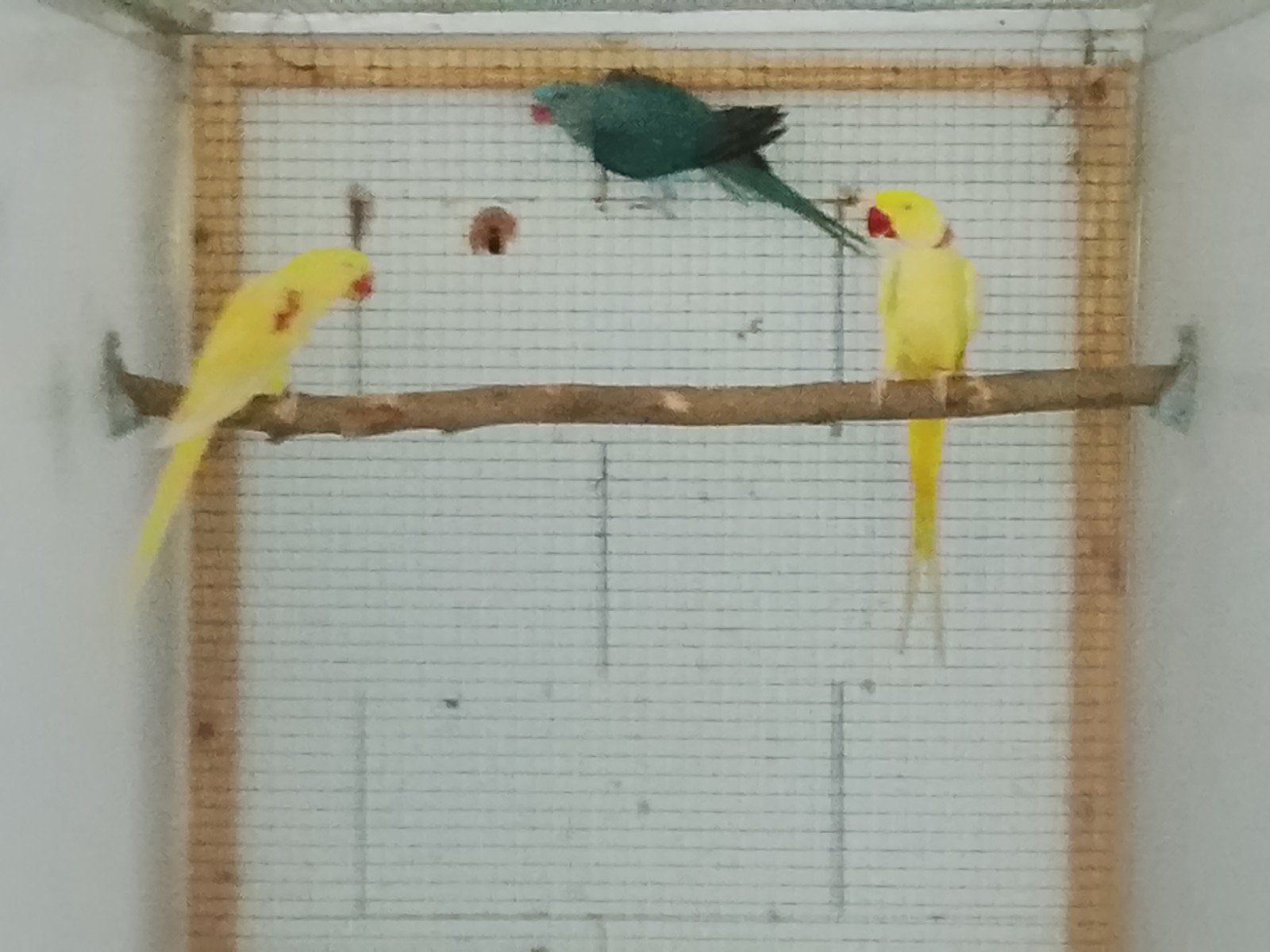 2 couples reproducteurs de grands Alexanders à vendre, Plusieurs animaux, Perruche, Bagué