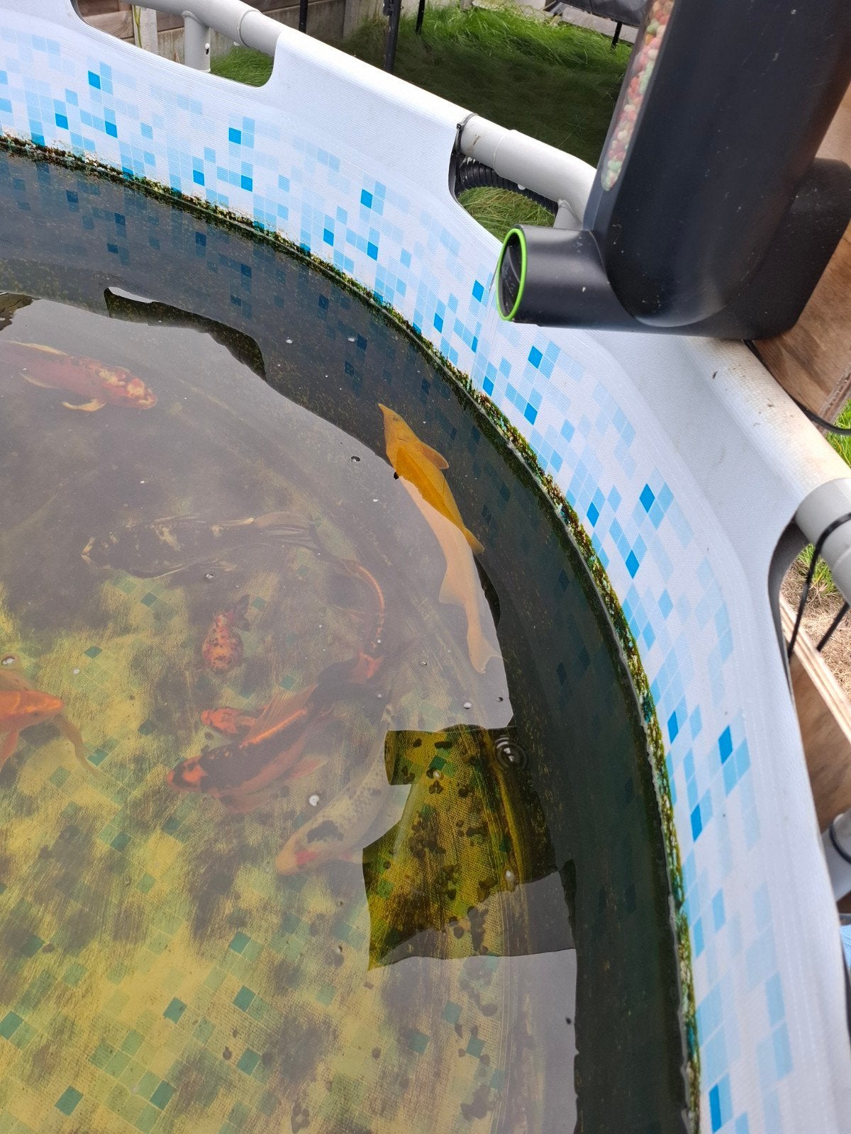 koi en paar andere, Jardin & Terrasse, Enlèvement