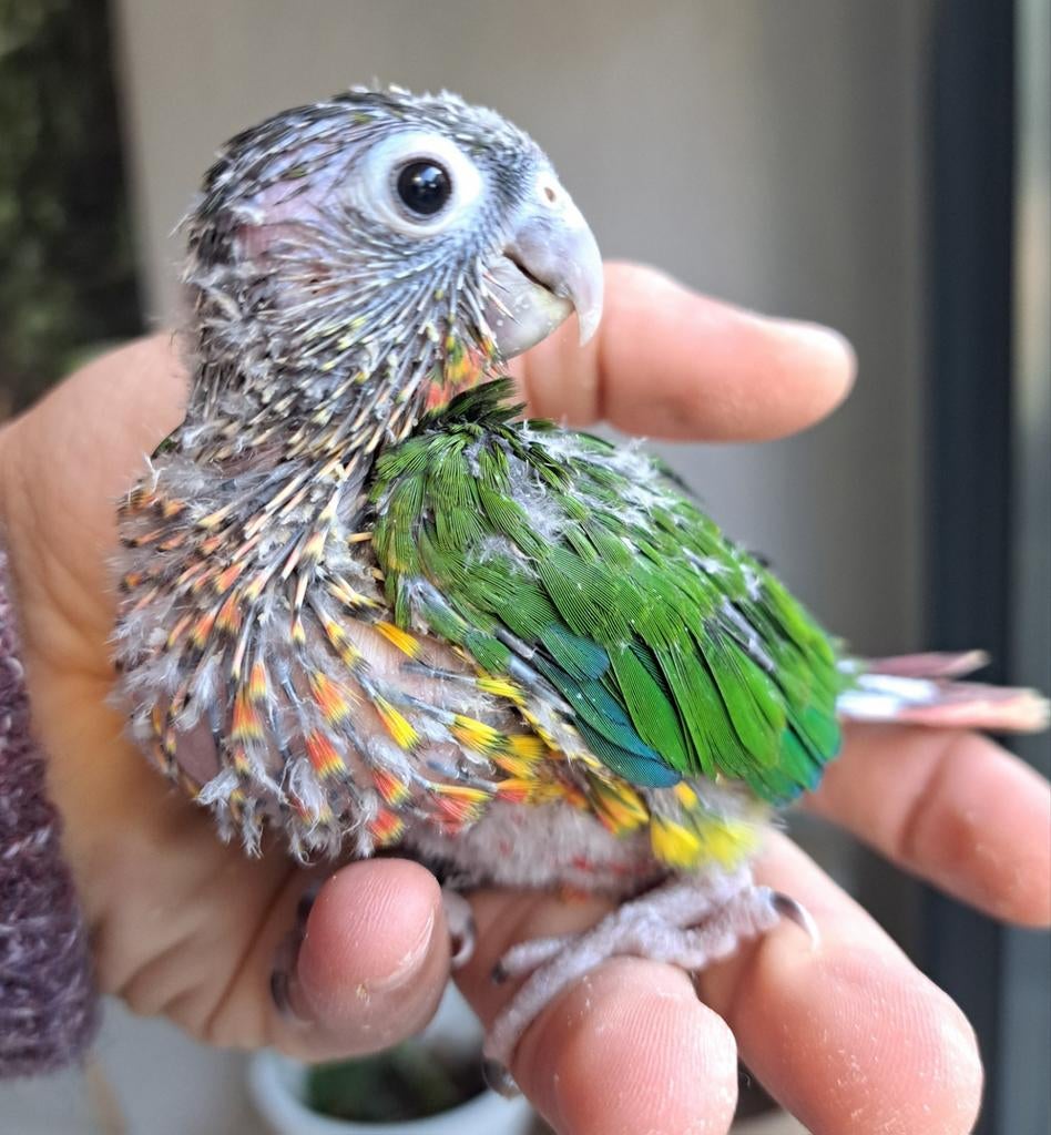 Bébés perroquets conures eam