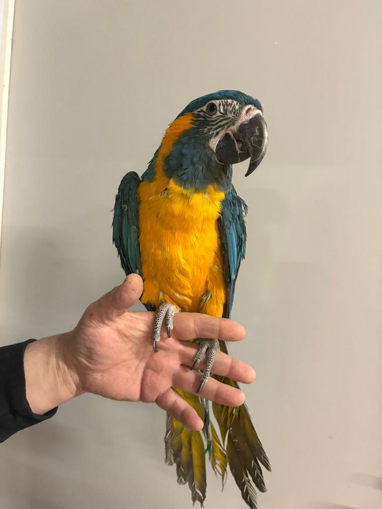 Handtamme blauwkeel ara, Dieren en Toebehoren, Papegaai, Geringd