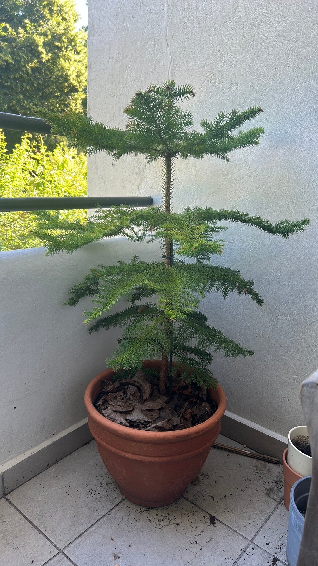 Bom met mooie pot, Tuin en Terras, Planten | Bomen, Ophalen