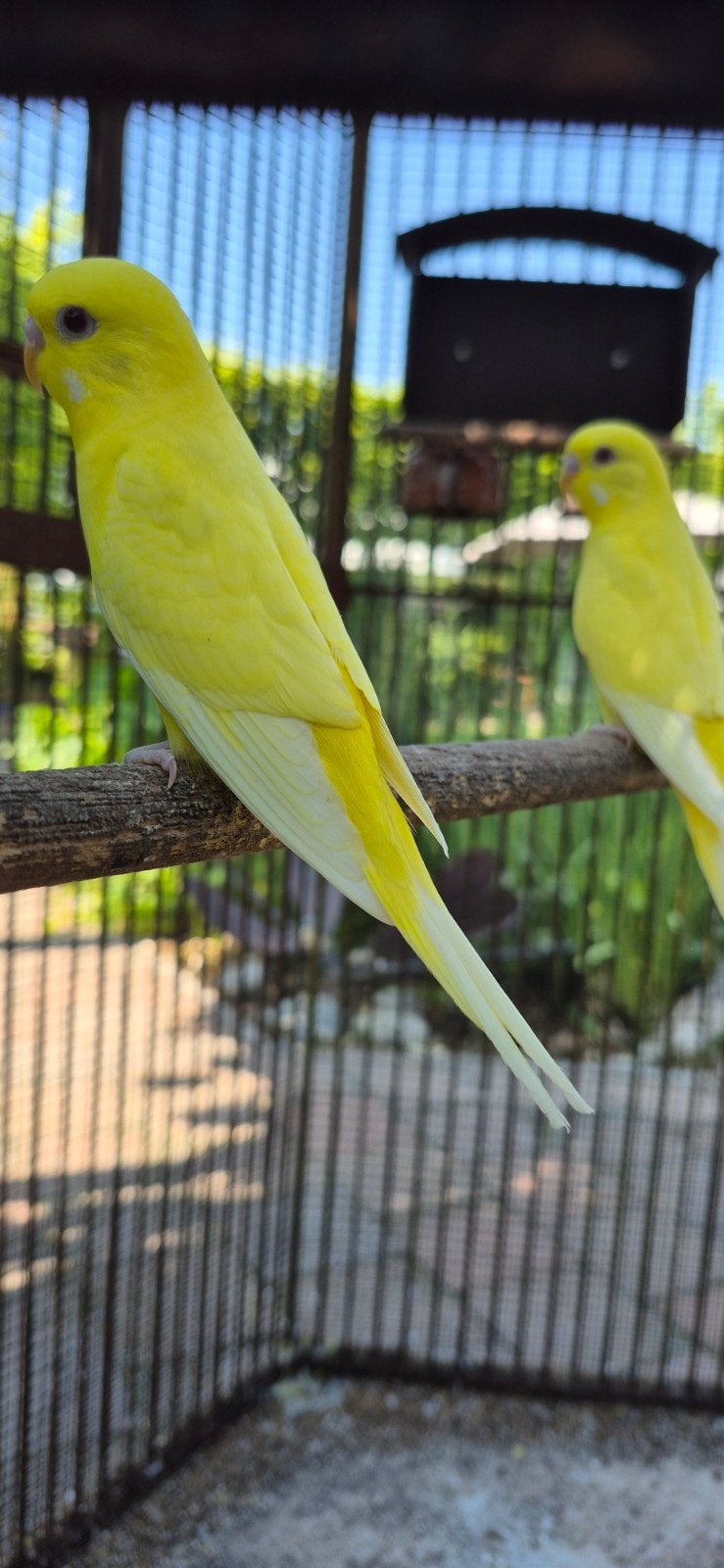 Grasparkieten, Dieren en Toebehoren, Vogels | Parkieten en Papegaaien