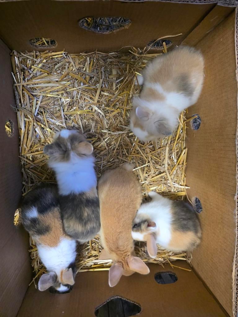 Leeuwenkopjes en kleurdwerjes, Dieren en Toebehoren, Konijnen, Dwerg