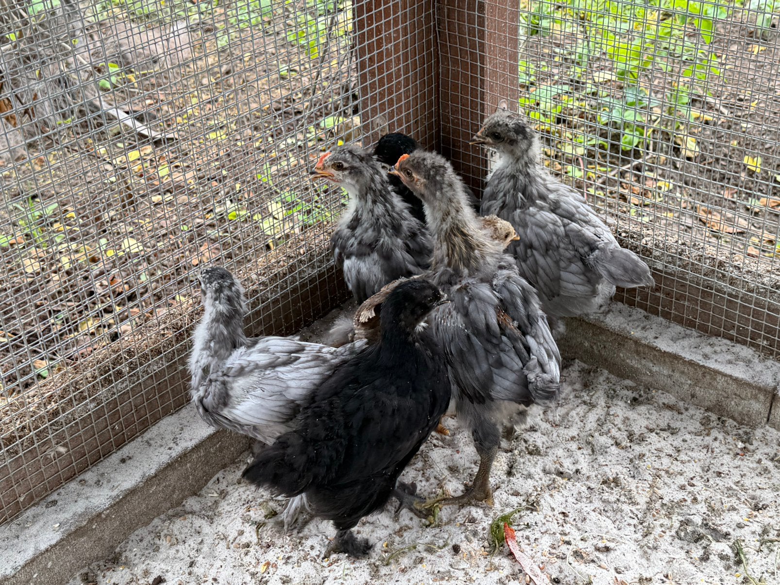 Kuikens, Dieren en Toebehoren, Pluimvee, Geslacht onbekend, Kip
