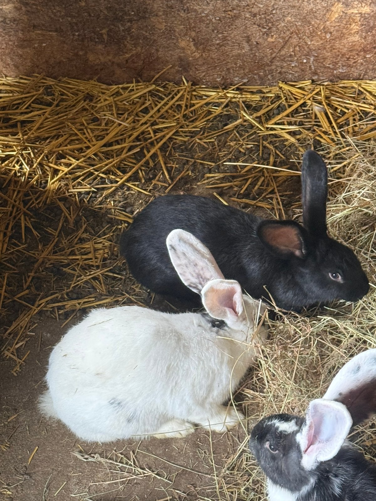 Konijn, Vrouwelijk, Middelgroot, 0 tot 2 jaar