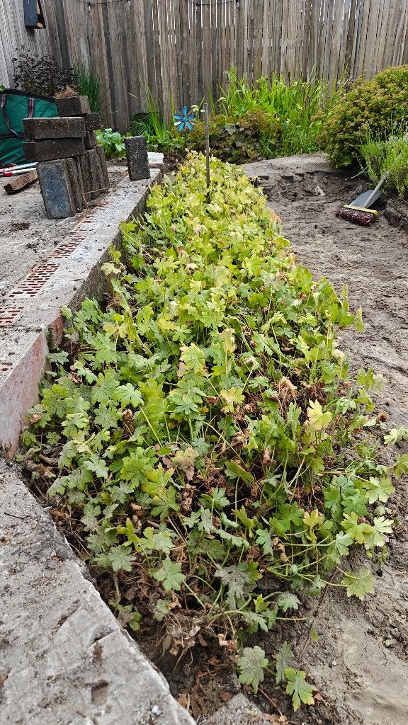 planten - geranium, Tuin en Terras, Planten | Tuinplanten, Ophalen, Vaste plant, Overige soorten