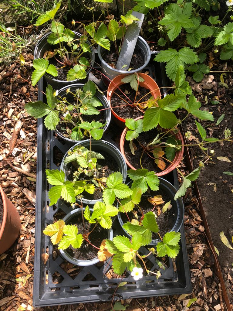 Gratis bosaardbei plantjes/bodembedekkers, Ophalen, Bodembedekkers, Vaste plant, Halfschaduw