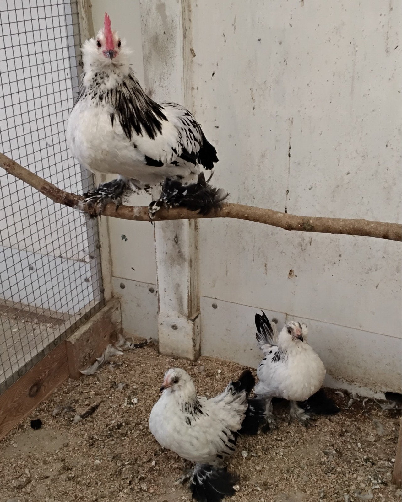 Poulets pour bébés