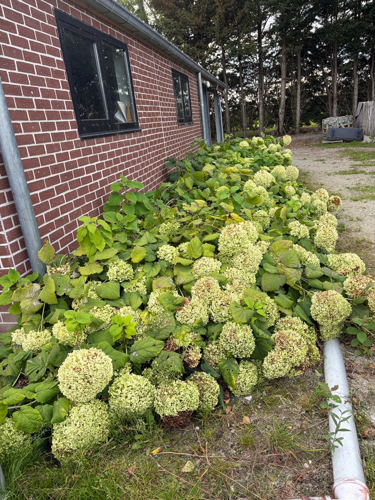 Hortensia strong annabelle, Tuin en Terras, Ophalen, Hortensia