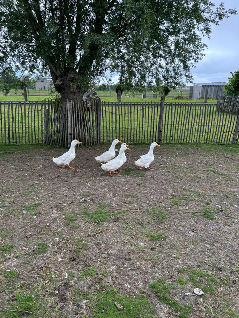 Peking eenden te koop, Dieren en Toebehoren