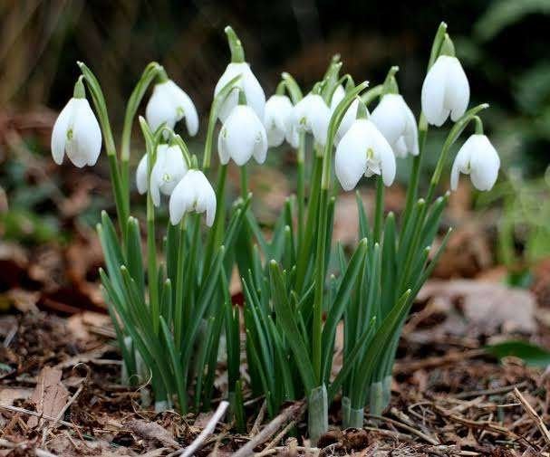 Sneeuwklokjes zaden - Galanthus nivalis, Tuin en Terras, Bloembollen en Zaden, Ophalen of Verzenden, Zaad