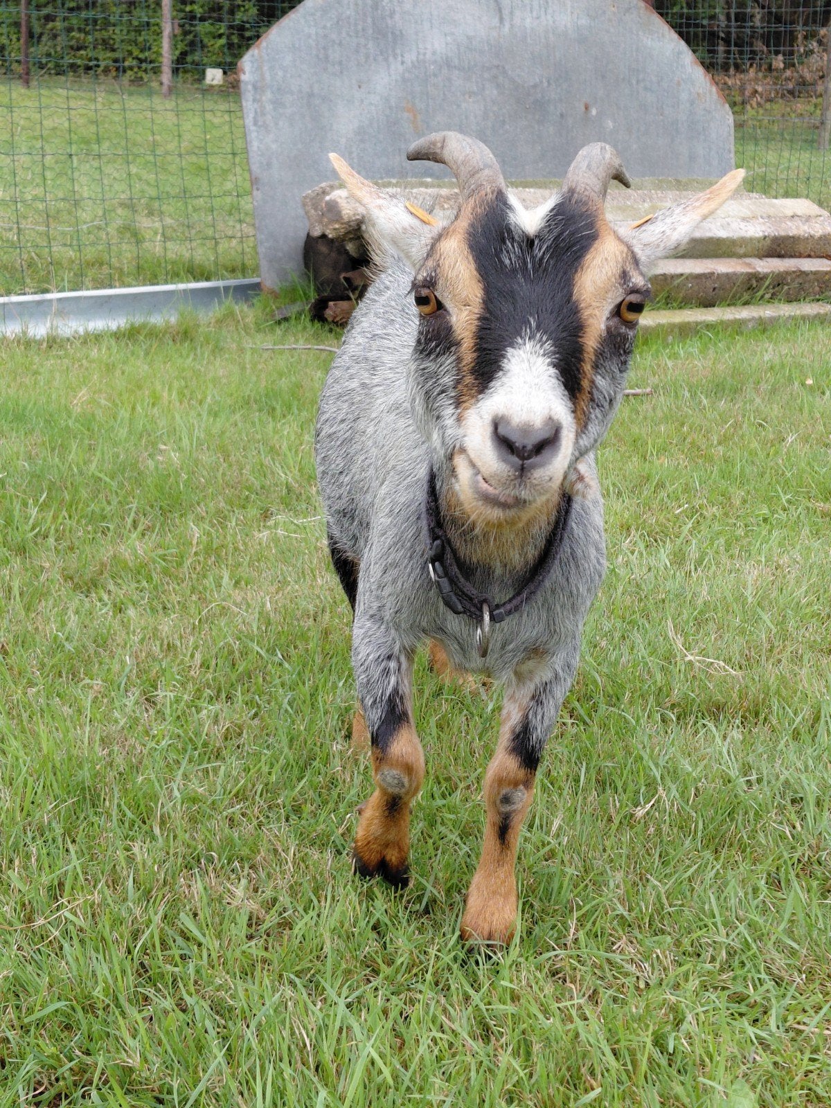 blauwschimmel tan dwerggeit, Dieren en Toebehoren