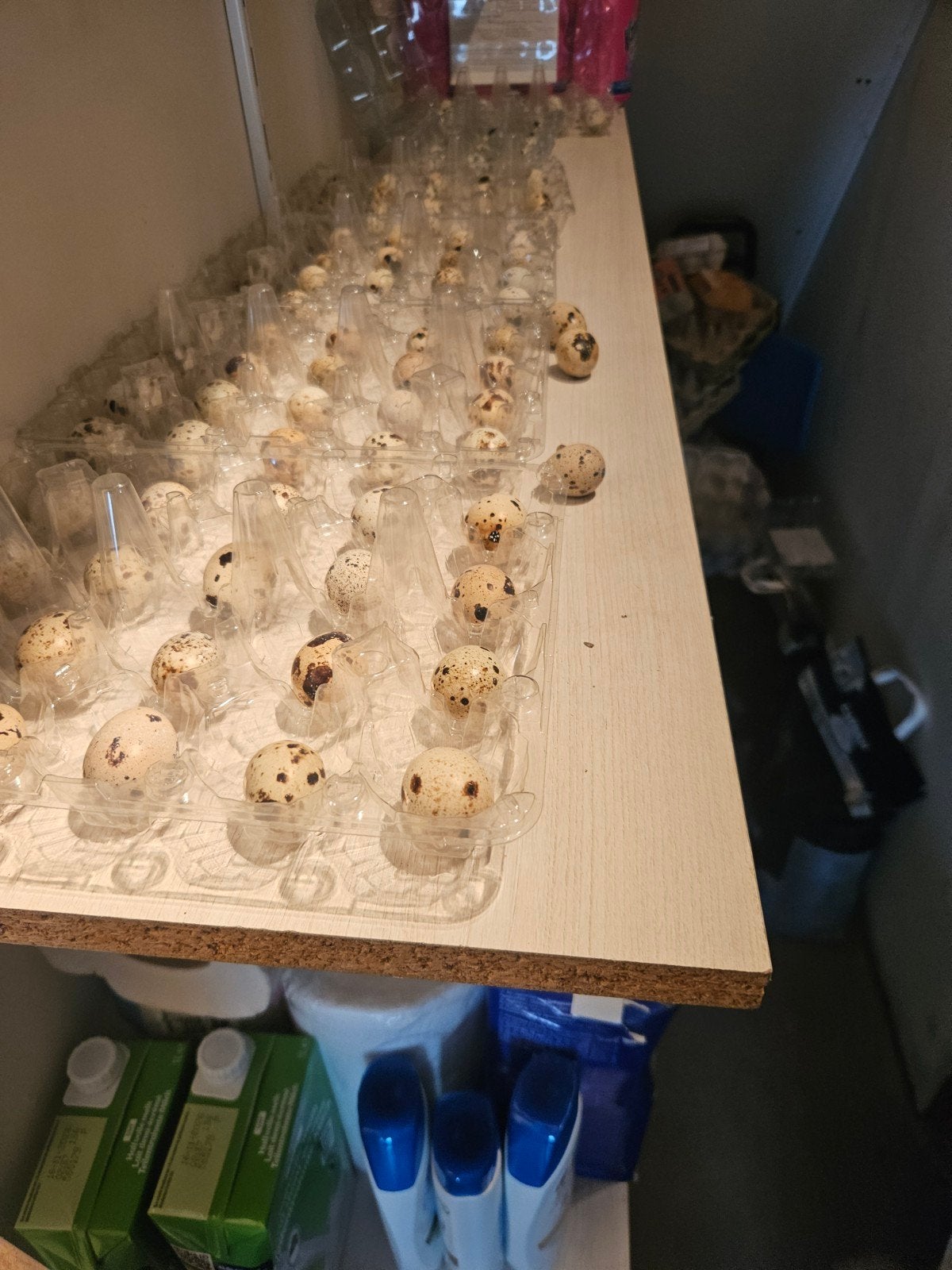 Broedeiren Japanse kwartels, Dieren en Toebehoren, Ophalen