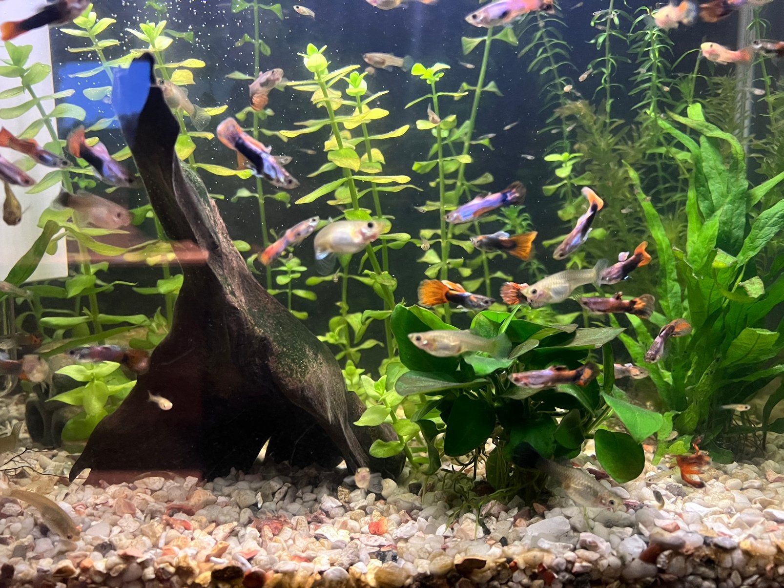 Te veel guppies, Dieren en Toebehoren, Vis, Zoetwatervis