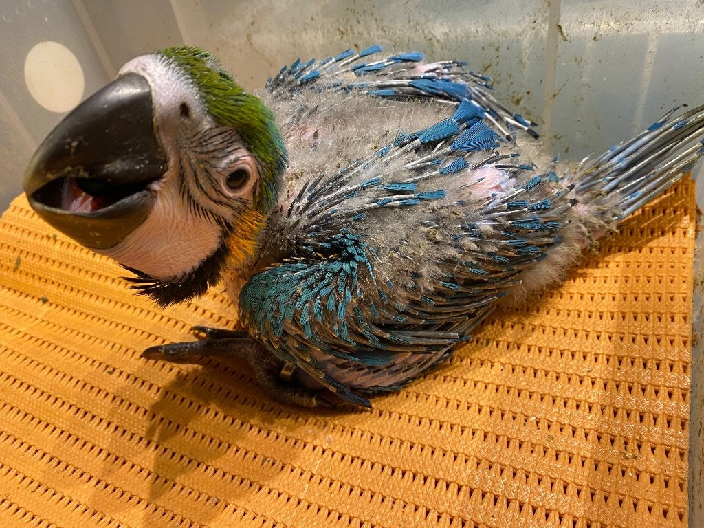 ️️️️️❤️❤️ Bébé ara ararauna apprivoisé, Animaux & Accessoires, Sexe inconnu, Perroquet, Parleur