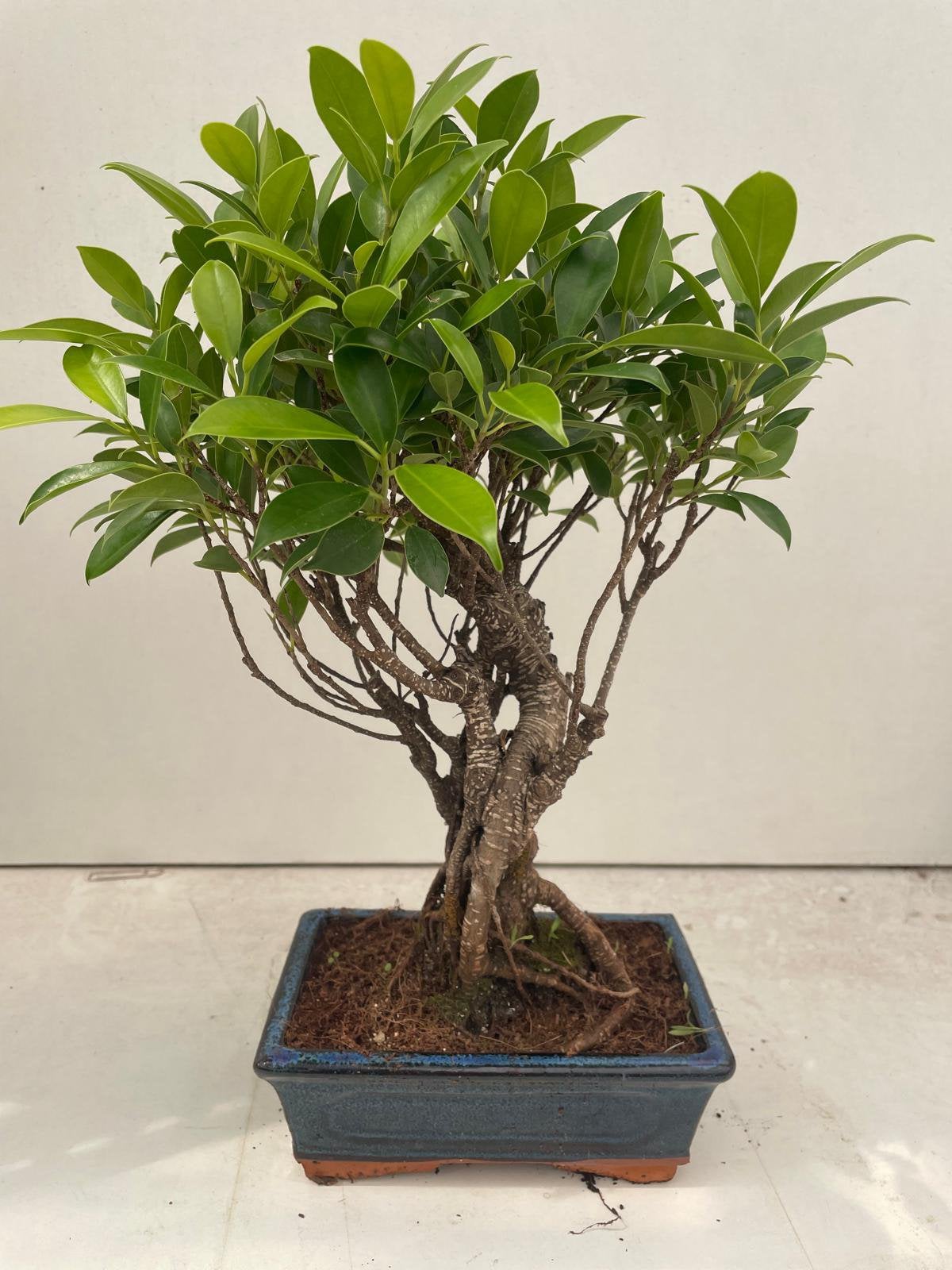 Ficus retussa Bonsai, Ophalen