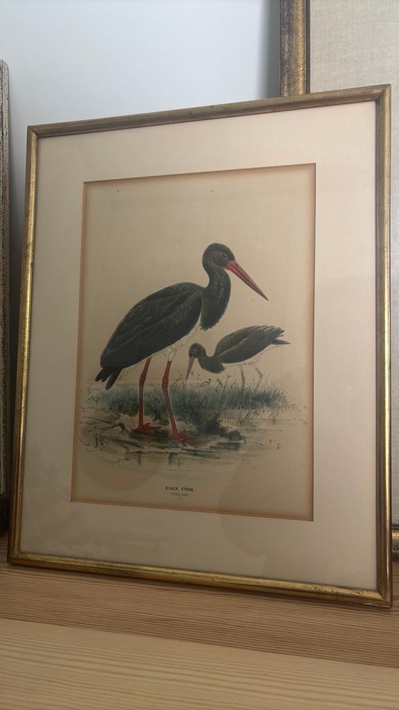 Tekening zwarte ooievaar, gouden frame, Ophalen