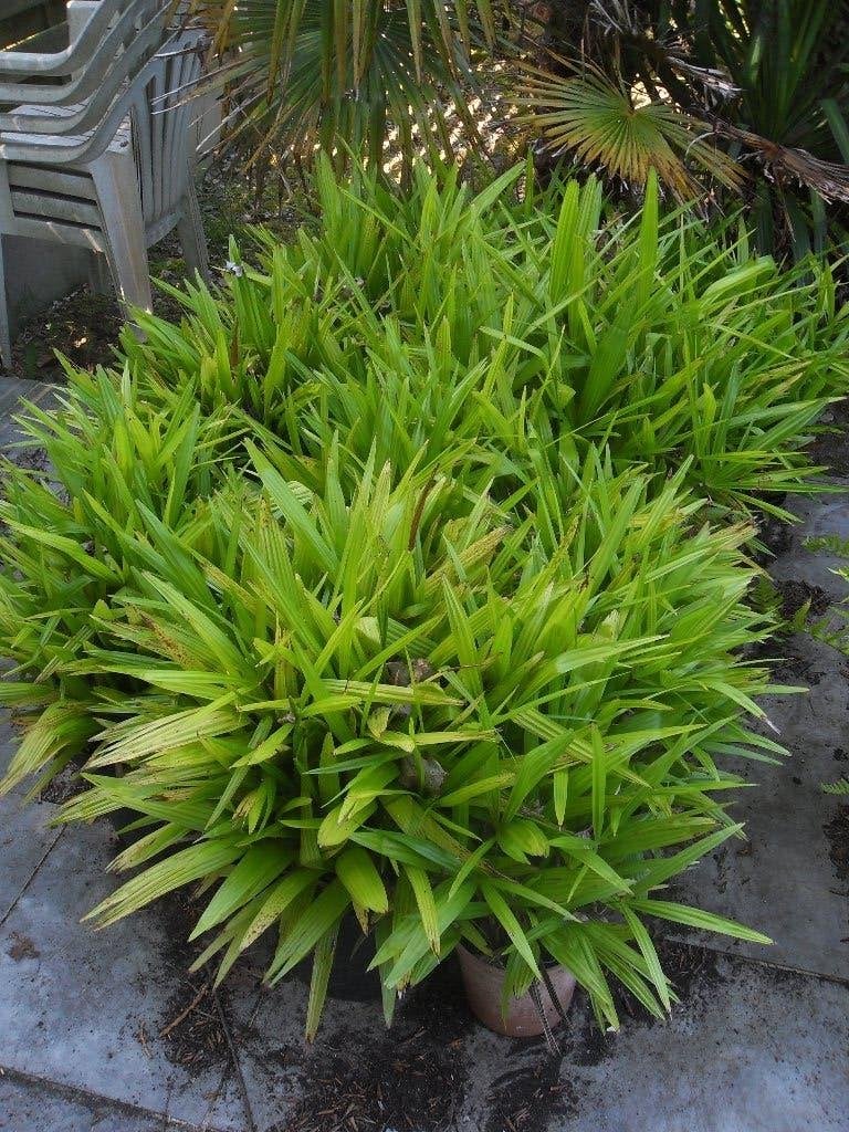 Jonge palmboom Trachycarpus Fortunei scheuten, Tuin en Terras, Ophalen