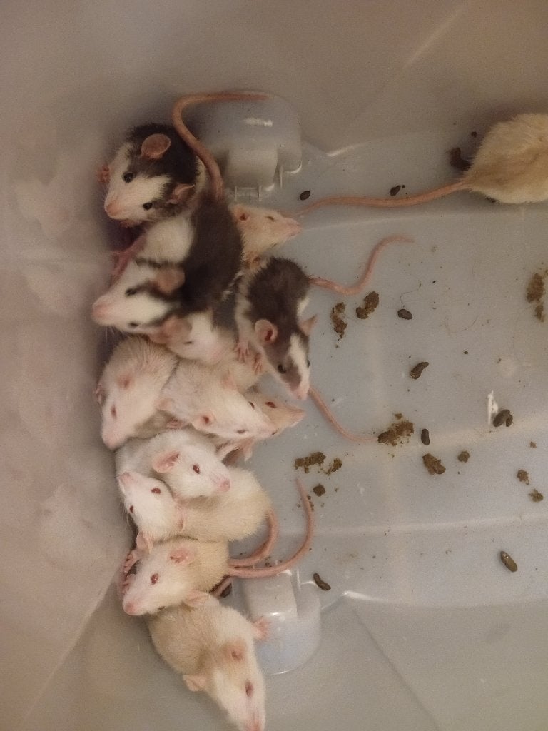Handtamme ratjes (5 weken), Animaux & Accessoires, Rongeurs, Rat, Domestique, Plusieurs animaux, Mai