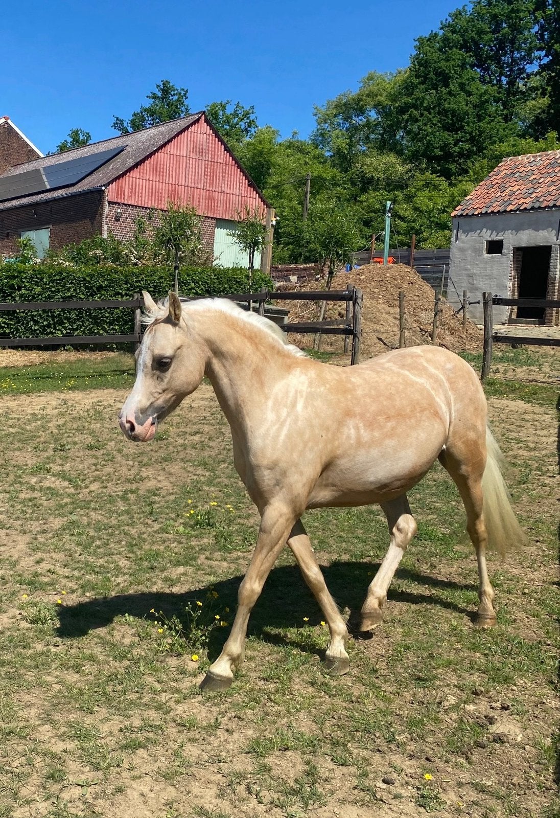 Welsh B  palomino merrie en Ierse D wandelpony, Dieren en Toebehoren, Paarden, Merrie, B