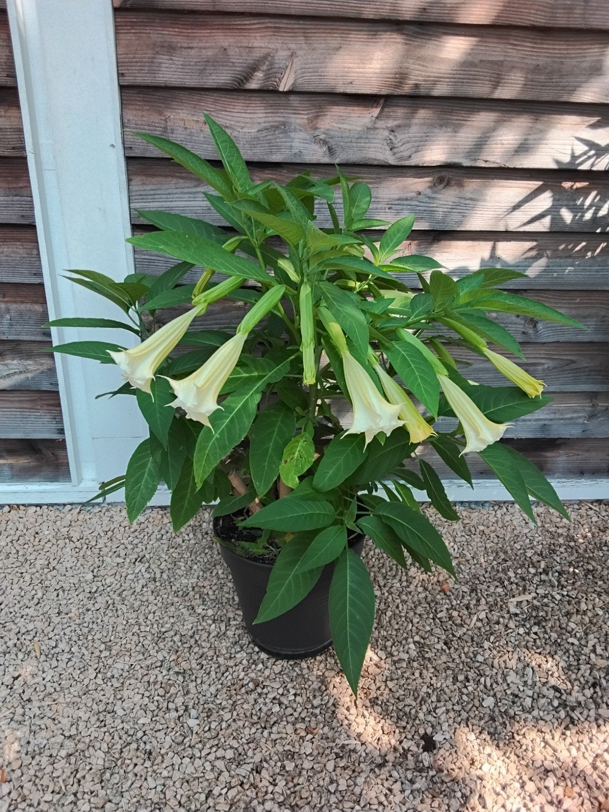 Datura, Brugmansia, engelentrompet, Enlèvement